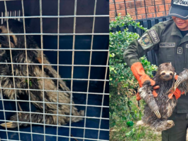 Trinidad: rescatan a un oso perezoso que deambulaba en plena zona urbana