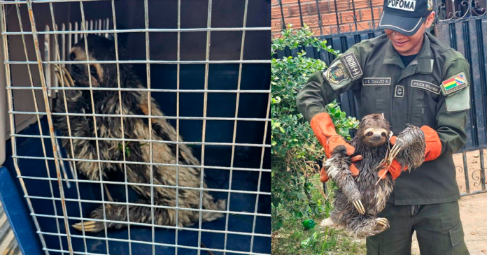 Trinidad: rescatan a un oso perezoso que deambulaba en plena zona urbana