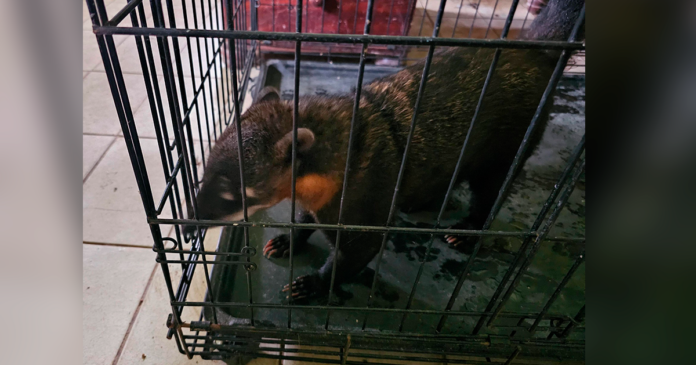 POFOMA rescata a un coatí en Beni. (Imagen: Policía Boliviana)