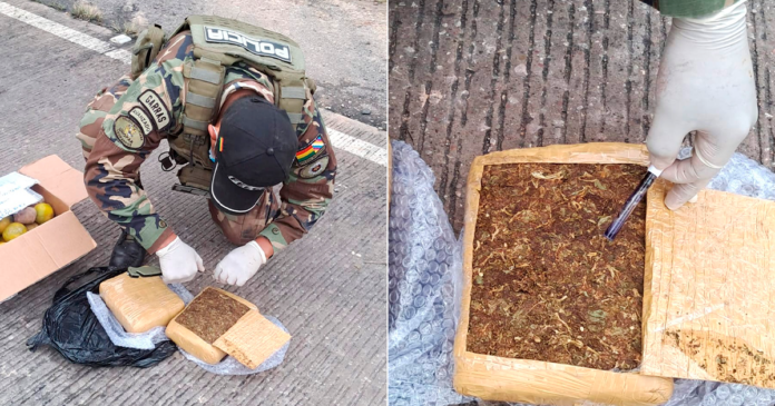 FELCN incauta paquetes de marihuana en Tarija. (Composición En Conexión: Policía Boliviana)