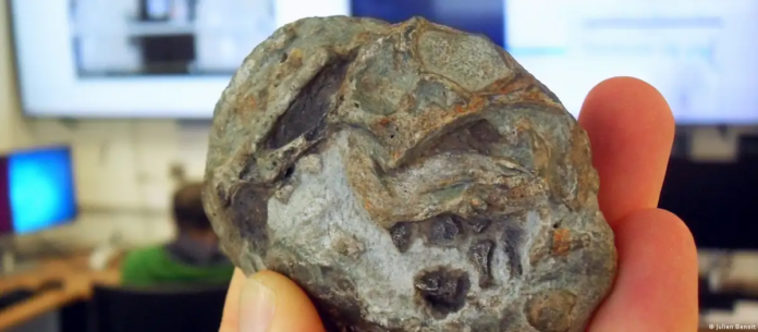 Este fósil en forma de huevo es la prueba directa de que los antiguos mamíferos sí ponían huevos.