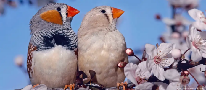 Neurogénesis en aves abre puerta a reparar el cerebro