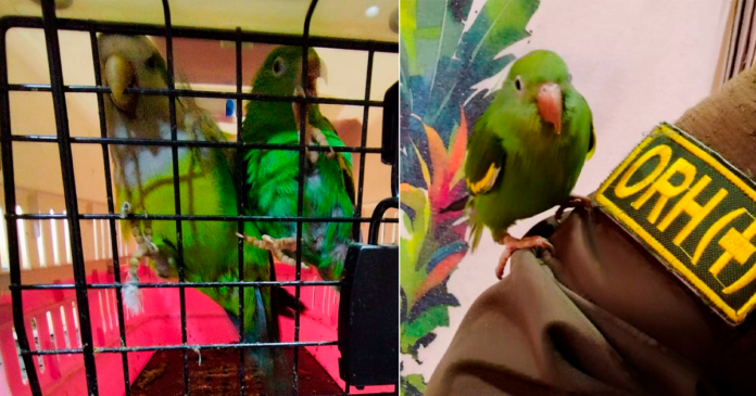 POFOMA rescata a dos loros silvestres. (Composición En Conexión: Policía Boliviana)