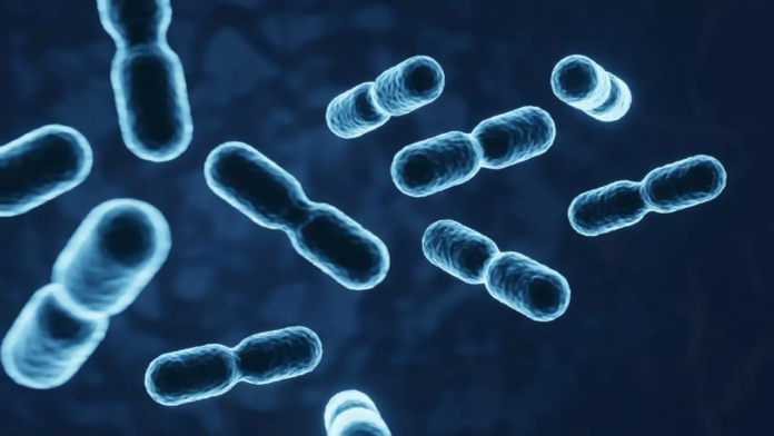 En el cuerpo humano existen una serie de microorganismos que trabajan para identificar elementos agresores como los virus y garantizar la inmunidad.