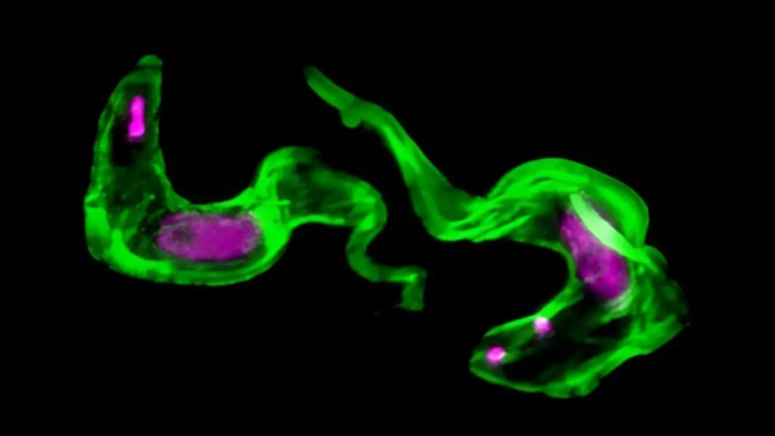 Resuelto el misterio del parásito que llevaba 40 años burlándose de la ciencia