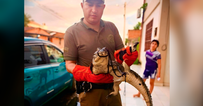 Servidores policiales rescatan a un caimán hallado en vía pública. (Imagen: Policía Boliviana)