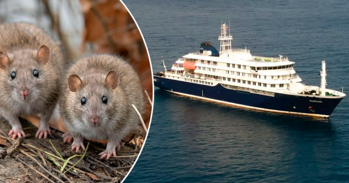 La OMS investiga la posibilidad de una rara transmisión del hantavirus entre los pasajeros del buque holandés MV Hondius. (Foto: The National Geographic España y RRSS/ Composición: En Conexión)