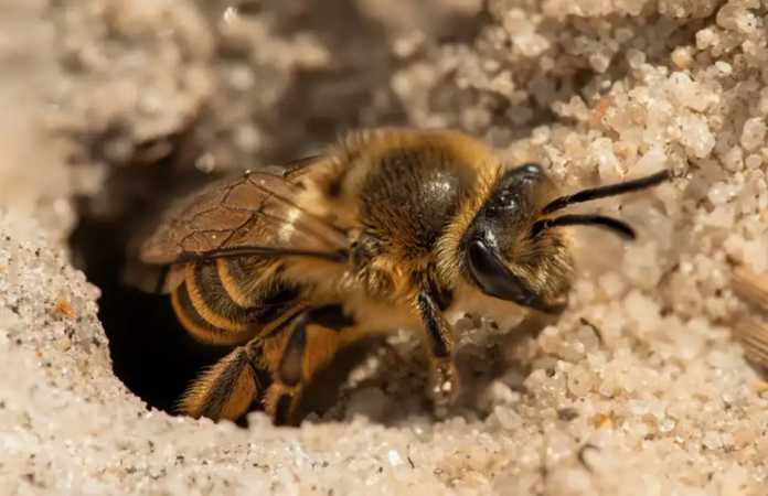 Estas abejas, conocidas como abejas mineras comunes (Andrena regularis), suelen salir de sus madrigueras para aparearse en primavera.