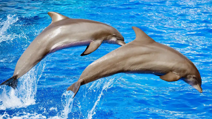 Científicos revelan por fin la clave para que los delfines logren nadar tan rápido