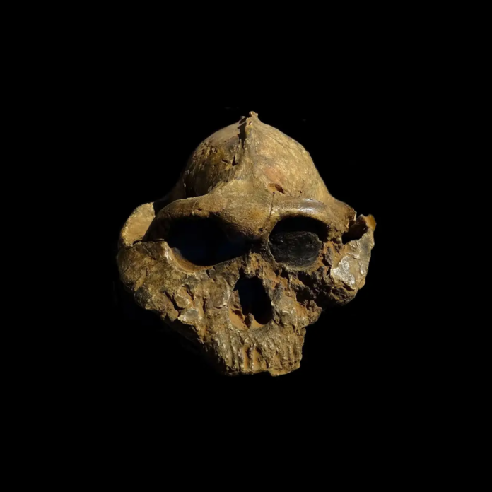 Reconstrucción de un cráneo de paranthropus