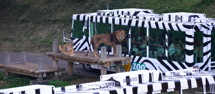 Leones en el Parque Zoológico de Tama, a las afueras de Tokio (imagen de archivo).