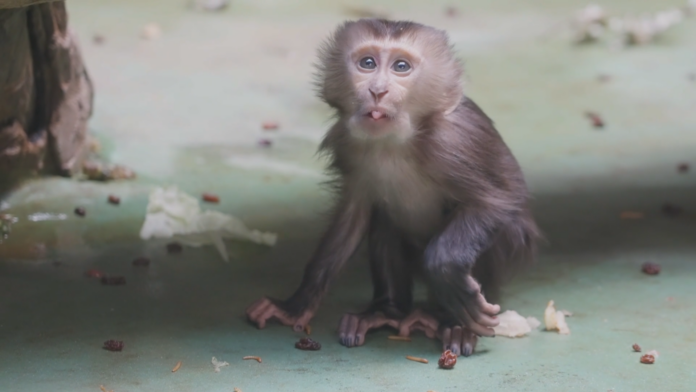 (Imagen: Zoológico de Moscú)