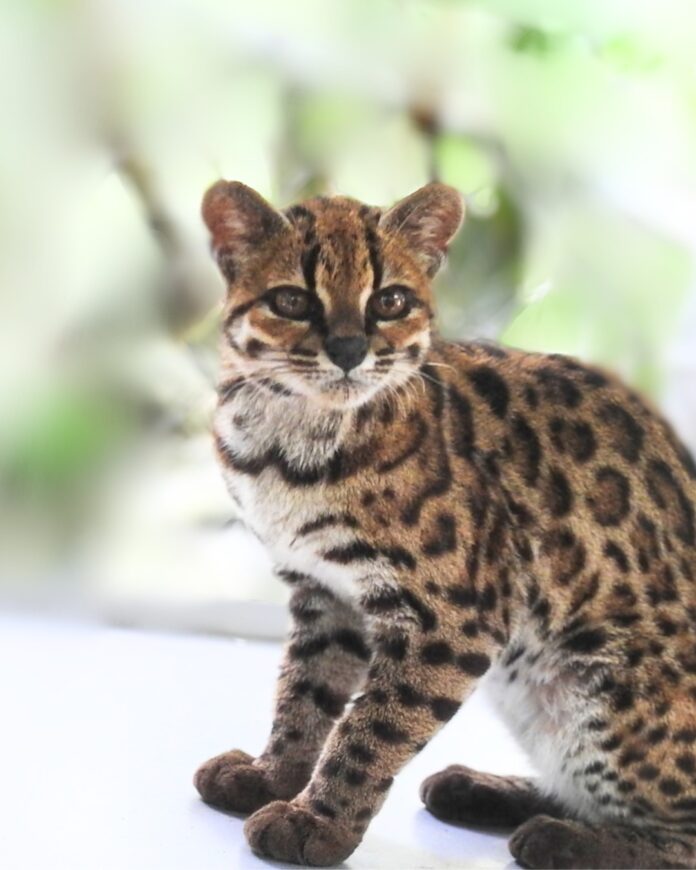 Foto: UMSA. El Tilcayo, (Leopardus tilcayo), reconocido como una nueva especie de felino, habita en los Yungas de La Paz y será la mascota de los XXI Juegos Bolivarianos La Paz 2029.